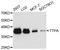 Alpha Tocopherol Transfer Protein antibody, A11825, ABclonal Technology, Western Blot image 