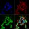 Sodium Voltage-Gated Channel Beta Subunit 3 antibody, LS-C773662, Lifespan Biosciences, Immunocytochemistry image 