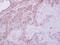 TP53RK Binding Protein antibody, NBP1-31618, Novus Biologicals, Immunohistochemistry paraffin image 