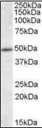 Intraflagellar Transport 57 antibody, orb96089, Biorbyt, Western Blot image 