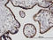 Cbp/P300 Interacting Transactivator With Glu/Asp Rich Carboxy-Terminal Domain 4 antibody, LS-C134126, Lifespan Biosciences, Immunohistochemistry paraffin image 