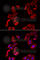 Mitogen-Activated Protein Kinase Kinase 5 antibody, A6953, ABclonal Technology, Immunofluorescence image 