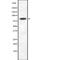 Semaphorin 3A antibody, PA5-67972, Invitrogen Antibodies, Western Blot image 