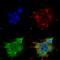 Synaptotagmin 10 antibody, SMC-423D-ALP, StressMarq, Immunofluorescence image 