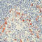 Immunoglobulin Kappa Constant antibody, LS-C87753, Lifespan Biosciences, Immunohistochemistry paraffin image 