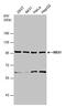 Nibrin antibody, PA5-78071, Invitrogen Antibodies, Western Blot image 