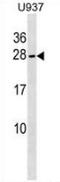 NFKB Inhibitor Interacting Ras Like 2 antibody, AP52887PU-N, Origene, Western Blot image 