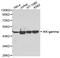 Inhibitor Of Nuclear Factor Kappa B Kinase Regulatory Subunit Gamma antibody, abx125025, Abbexa, Western Blot image 