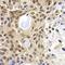 PHD Finger Protein 19 antibody, FNab06383, FineTest, Immunohistochemistry frozen image 