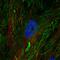 Fibulin 2 antibody, HPA001934, Atlas Antibodies, Immunofluorescence image 