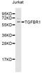 Transforming Growth Factor Beta Receptor 1 antibody, STJ28591, St John