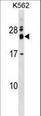 RNA Exonuclease 2 antibody, LS-C158837, Lifespan Biosciences, Western Blot image 