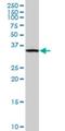 Fructosamine 3 Kinase antibody, H00064122-M01, Novus Biologicals, Western Blot image 