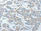 N(4)-(beta-N-acetylglucosaminyl)-L-asparaginase antibody, CSB-PA443866, Cusabio, Immunohistochemistry paraffin image 