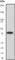 Aurora Kinase B antibody, ab45145, Abcam, Western Blot image 