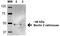 Beclin 2 antibody, orb383836, Biorbyt, Western Blot image 