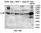 SS-A antibody, MBS416454, MyBioSource, Immunohistochemistry paraffin image 