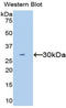 Hepatocyte Growth Factor antibody, LS-C292445, Lifespan Biosciences, Western Blot image 