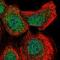 Glutaredoxin 2 antibody, PA5-66066, Invitrogen Antibodies, Immunofluorescence image 