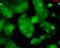 Discs Large MAGUK Scaffold Protein 4 antibody, SMC-122D-A633, StressMarq, Immunocytochemistry image 