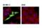 Fatty Acid Binding Protein 7 antibody, 13347S, Cell Signaling Technology, Immunocytochemistry image 