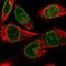 Transmembrane Protein 221 antibody, NBP1-90972, Novus Biologicals, Immunofluorescence image 