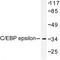 CCAAT Enhancer Binding Protein Epsilon antibody, LS-C176392, Lifespan Biosciences, Western Blot image 