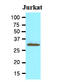 Toll Interacting Protein antibody, AM09046PU-S, Origene, Western Blot image 