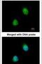Zinc Finger CCCH-Type Containing 8 antibody, PA5-21811, Invitrogen Antibodies, Immunofluorescence image 