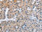 Ataxin 1 antibody, CSB-PA219113, Cusabio, Immunohistochemistry paraffin image 