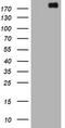 ALK Receptor Tyrosine Kinase antibody, TA800724, Origene, Western Blot image 