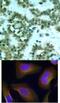 Protein Kinase C Theta antibody, 79-230, ProSci, Immunohistochemistry frozen image 