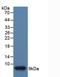 Insulin Like Growth Factor 2 antibody, LS-C663144, Lifespan Biosciences, Western Blot image 