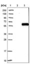 WT1 Associated Protein antibody, NBP1-83041, Novus Biologicals, Western Blot image 