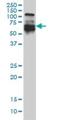 Interferon Regulatory Factor 5 antibody, H00003663-M03, Novus Biologicals, Western Blot image 