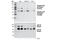 Ribosomal Protein S6 Kinase B1 antibody, 9234P, Cell Signaling Technology, Western Blot image 