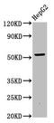 OTU Deubiquitinase 5 antibody, CSB-PA850298LA01HU, Cusabio, Western Blot image 