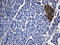 GTP Cyclohydrolase 1 antibody, LS-C795347, Lifespan Biosciences, Immunohistochemistry paraffin image 