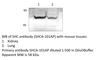 SHC Adaptor Protein 1 antibody, SHCA-101AP, FabGennix, Western Blot image 