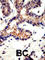 Ubiquilin 3 antibody, abx031566, Abbexa, Western Blot image 