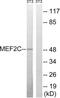 Myocyte Enhancer Factor 2C antibody, LS-B13320, Lifespan Biosciences, Western Blot image 