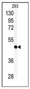 Replication Factor C Subunit 3 antibody, AP12525PU-N, Origene, Western Blot image 