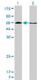Histone Deacetylase 1 antibody, LS-B6097, Lifespan Biosciences, Western Blot image 