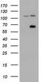 Zinc Finger Imprinted 2 antibody, TA501975, Origene, Western Blot image 