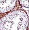 T-box transcription factor TBX5 antibody, LS-C161753, Lifespan Biosciences, Immunohistochemistry paraffin image 