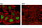 SWI/SNF Related, Matrix Associated, Actin Dependent Regulator Of Chromatin, Subfamily A, Member 2 antibody, 11966T, Cell Signaling Technology, Immunocytochemistry image 