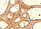 Tgn antibody, AM33262PU-S, Origene, Immunohistochemistry paraffin image 