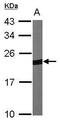 Peroxiredoxin 1 antibody, PA5-27487, Invitrogen Antibodies, Western Blot image 