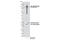 Nuclear Receptor Subfamily 3 Group C Member 1 antibody, 3660T, Cell Signaling Technology, Western Blot image 