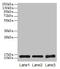 Synuclein Gamma antibody, LS-C370350, Lifespan Biosciences, Western Blot image 